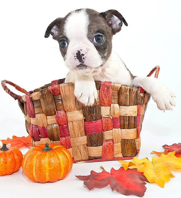 Fall Harvest Doggie Gift Set