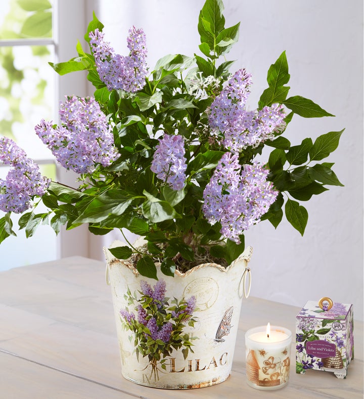 Fragrant Lilac Plant