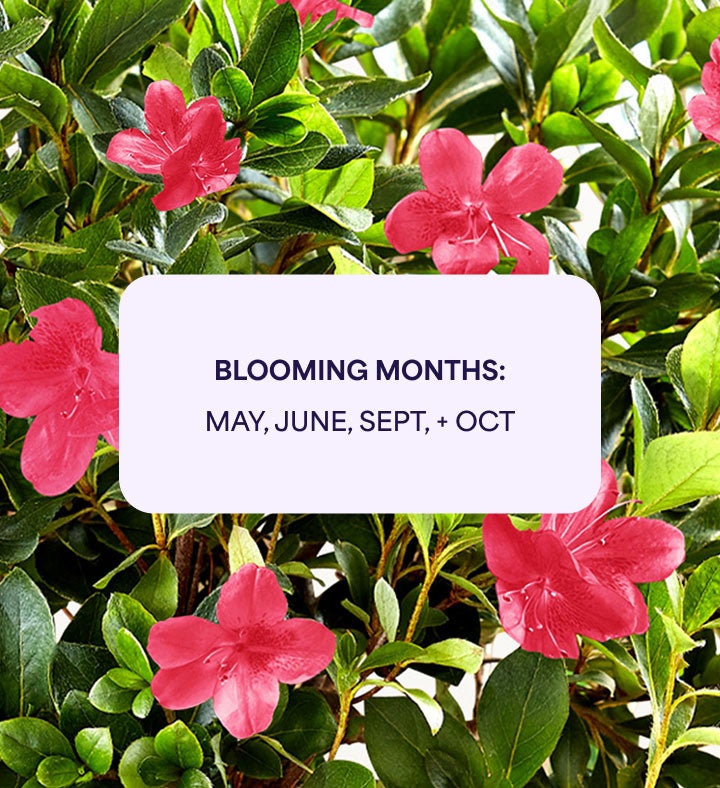 Azalea Bonsai | 1800Flowers
