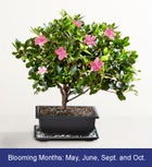 Sweet Serenity Azalea Bonsai