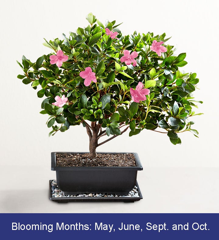 Azalea Bonsai 18201