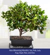 Azalea Bonsai