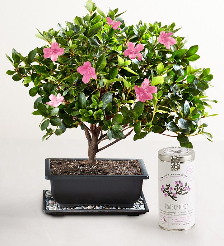 Sweet Serenity Azalea Bonsai