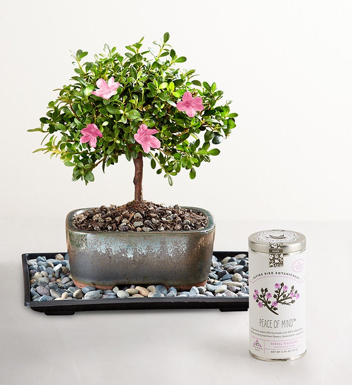 Azalea Bonsai