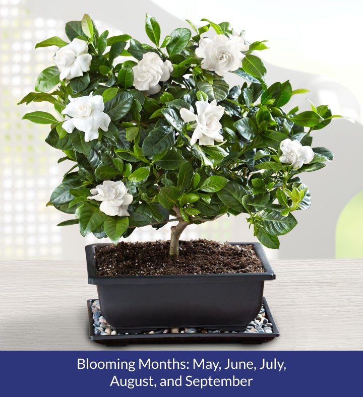 Gardenia Bonsai