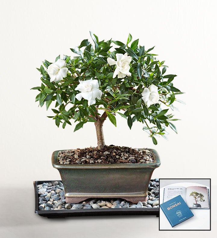 Small + Free Bonsai Book