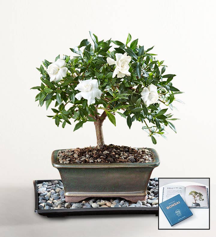 Small + Free Bonsai Book