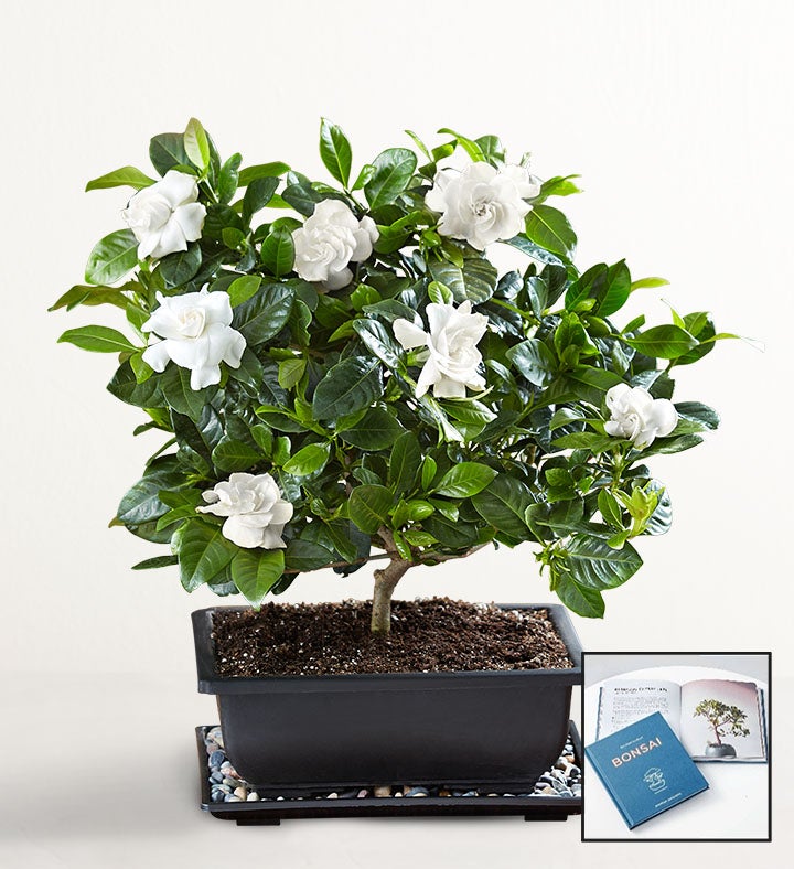 Gardenia Bonsai