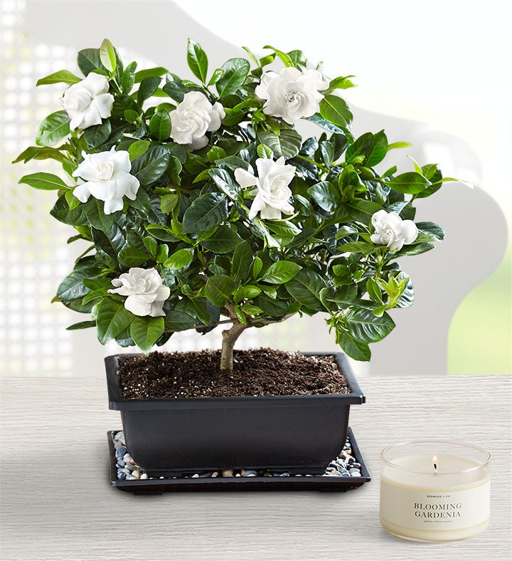 Gardenia Bonsai