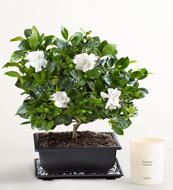 Gardenia Bonsai