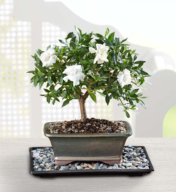 Gardenia Bonsai from 1-800-Flowers.com | SendFlowers.io