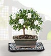 Gardenia Bonsai