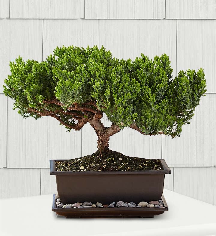 Juniper Bonsai 1822
