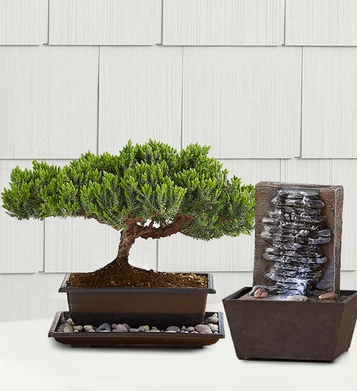 Juniper Bonsai