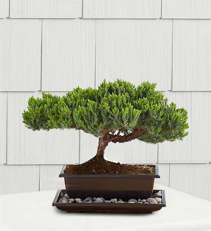 Plant Continuity   Juniper Bonsai  SM