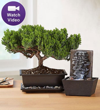 Juniper Bonsai