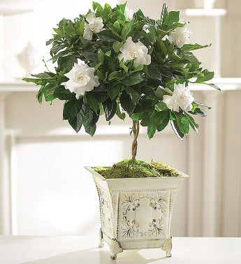 Gardenia Plants & Bushes | Gardenia Arrangements Delivery | 1800Flowers