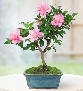 Camellia Bonsai