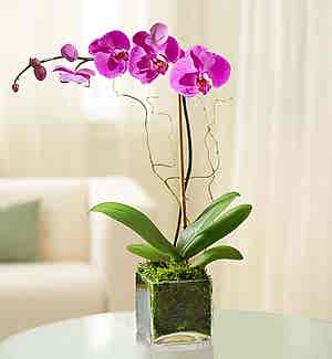 Product - Purple Phalaenopsis Orchid