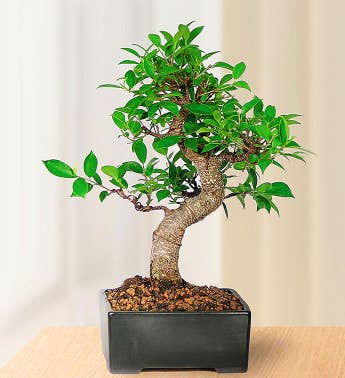 Golden Gate Ficus Bonsai