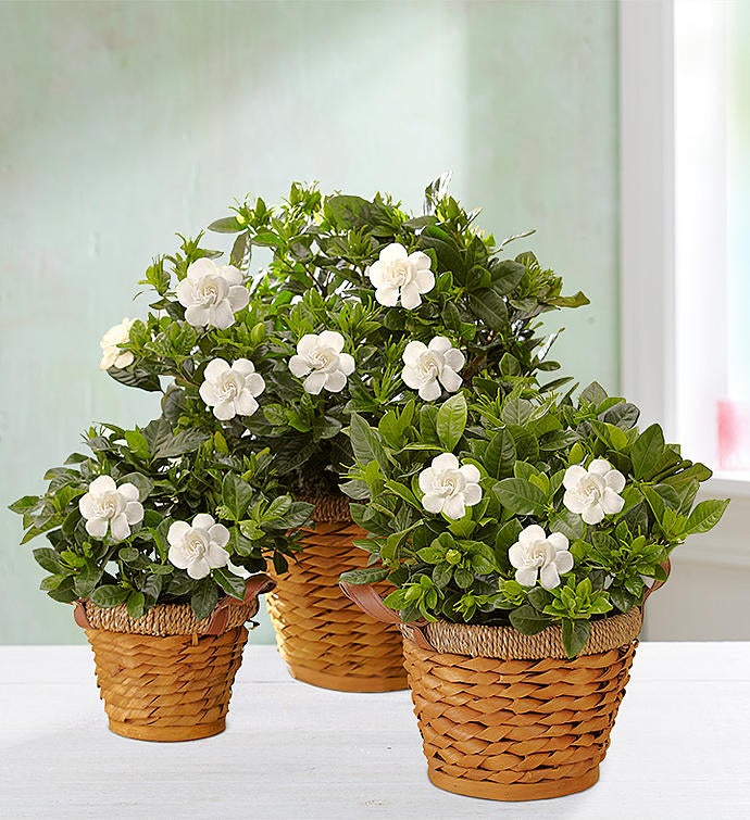 Blooming Gardenia Plant in Basket