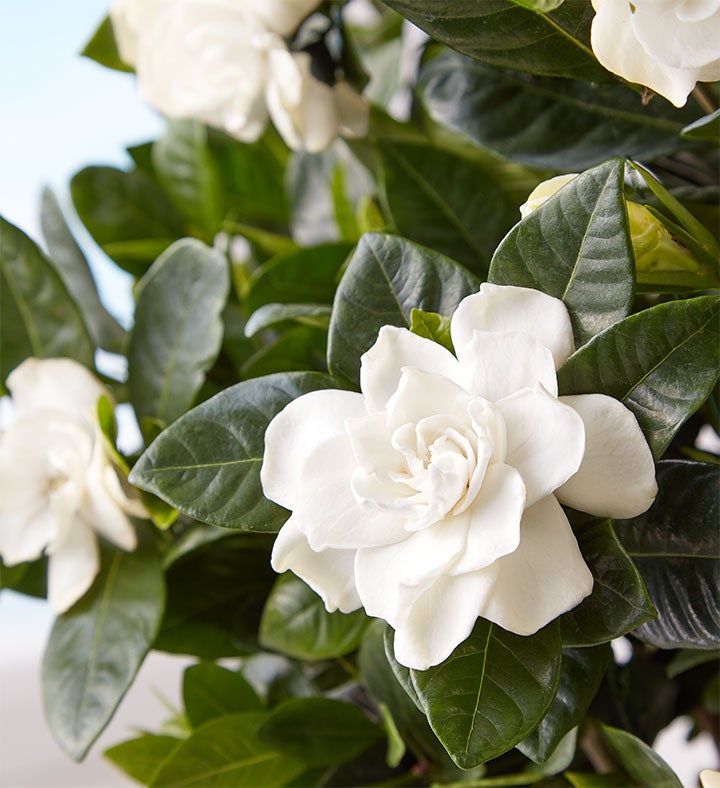 Blooming Gardenia Plant in Basket