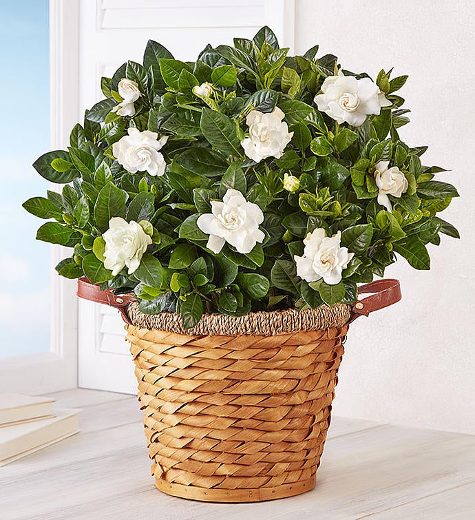 Blooming Gardenia Plant in Basket