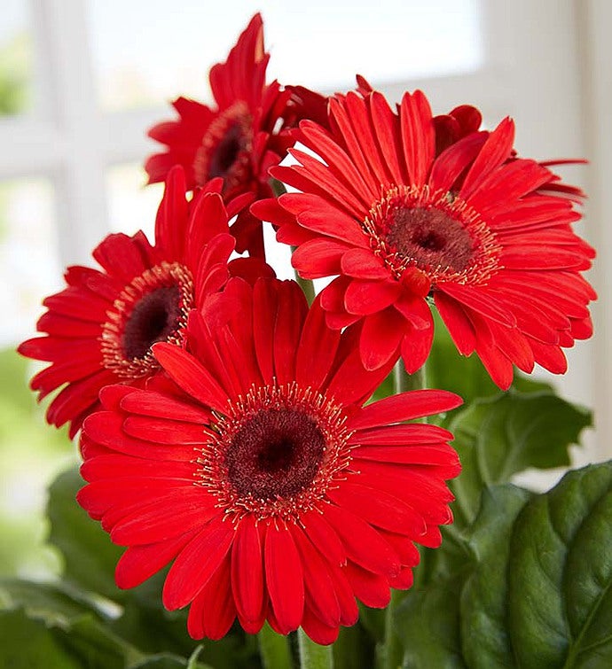 Hungry Caterpillar Gerbera Daisy 