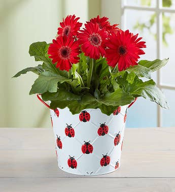 Lucky Ladybug Gerbera Daisy