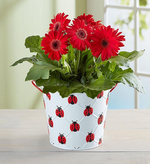 Lucky Ladybug Gerbera Daisy