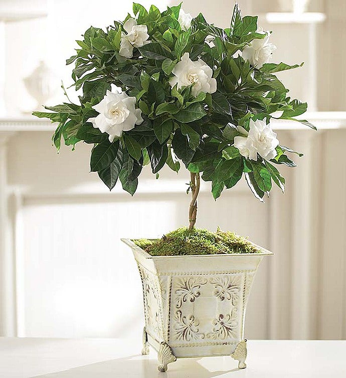 Gardenia Topiary for Sympathy