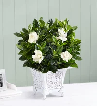 Grand Gardenia™ for Sympathy