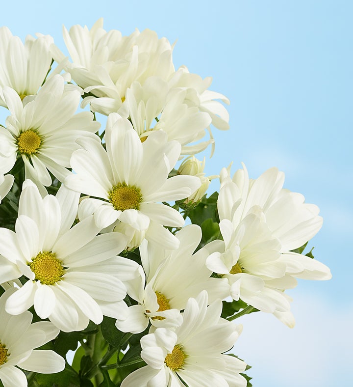 Happy Daisy Plant