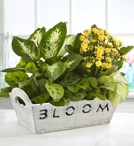 Bloom Dish Garden from