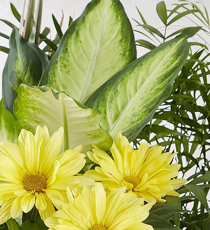 Dish Garden with Fresh Cut Flowers