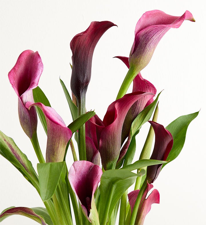Elegant Calla Lily
