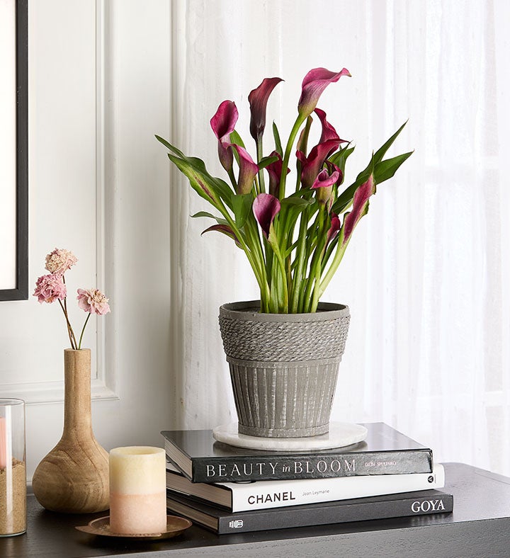 Elegant Calla Lily