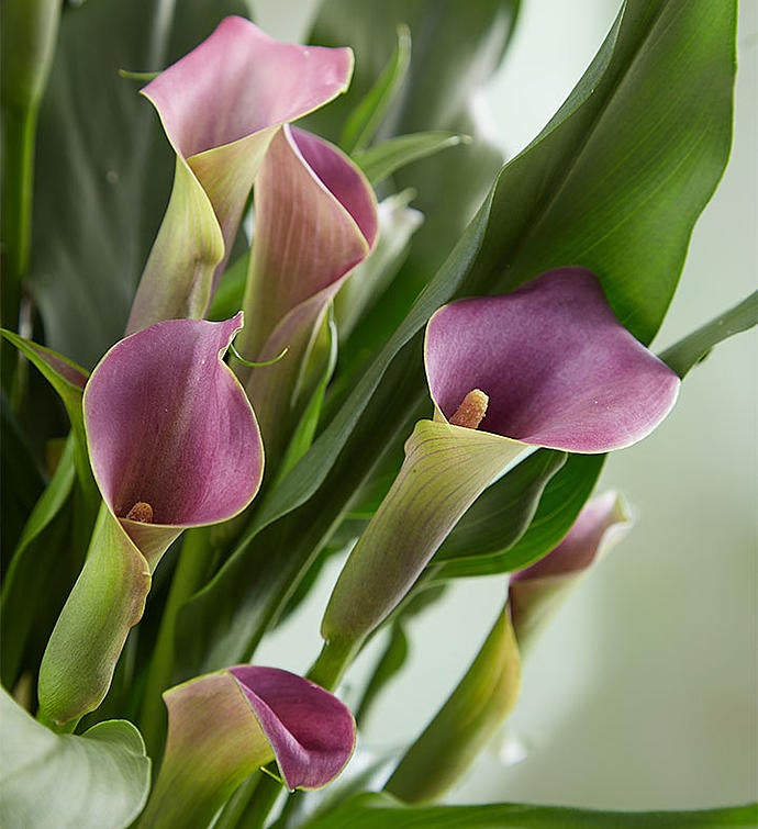 Elegant Calla Lily