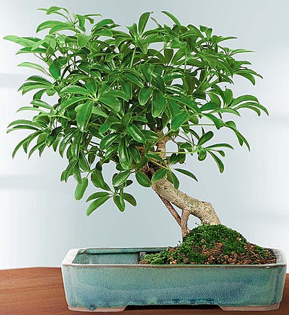 Zen Jade Reflections Bonsai Plant - SendPlants