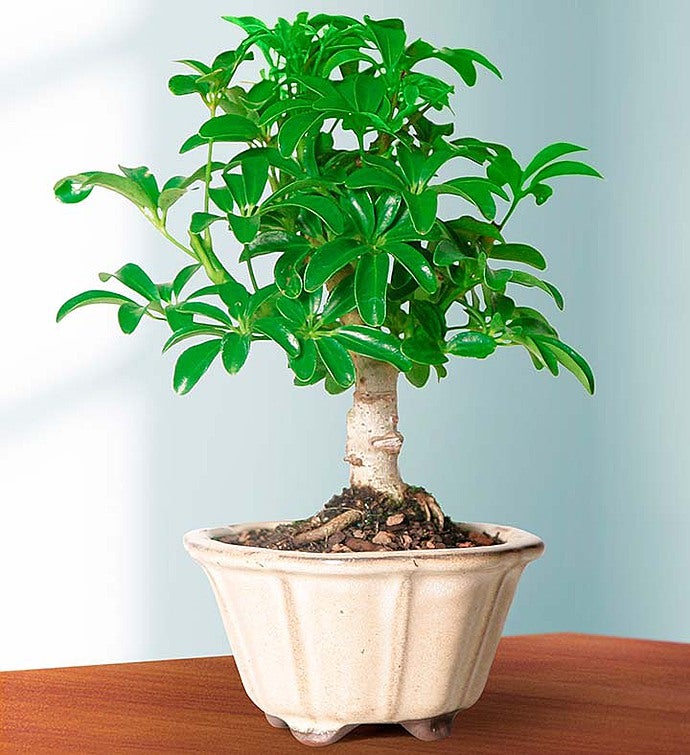 Bonsai Tree Plant Delivery Bonsai Gifts 1800flowers
