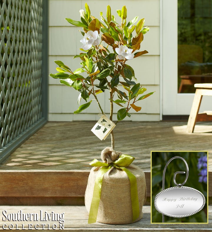 Magnolia Tree with Personalized Plaque