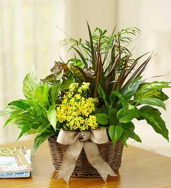 European Dish Garden