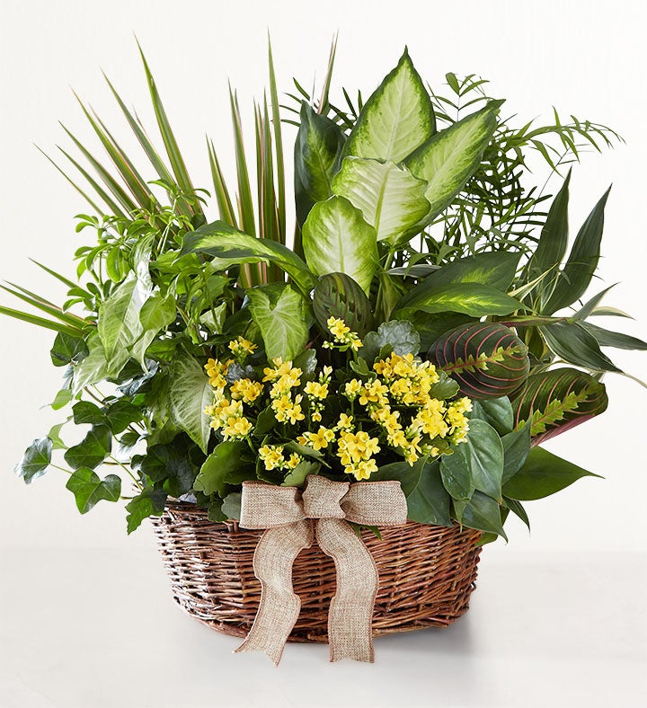 European Dish Garden™