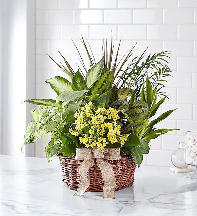 European Dish Garden™