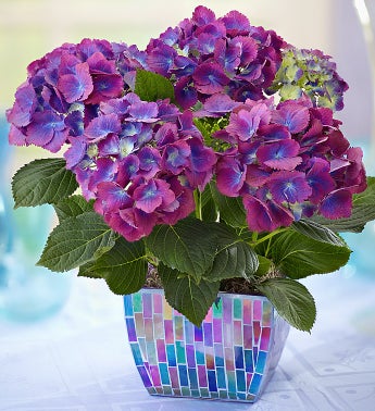 With Love Hydrangea