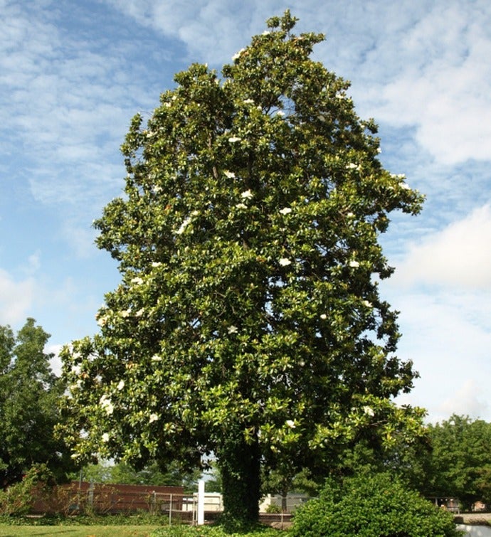 Magnolia Tree for Sympathy from 1-800-FLOWERS.COM-18885