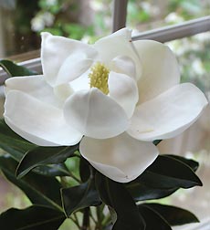 Magnolia Tree for Sympathy from 1-800-FLOWERS.COM-18885