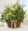 Classic Dish Garden