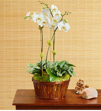 White Orchid Bamboo Garden