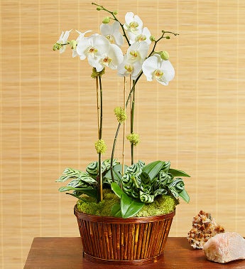 White Orchid Bamboo Garden